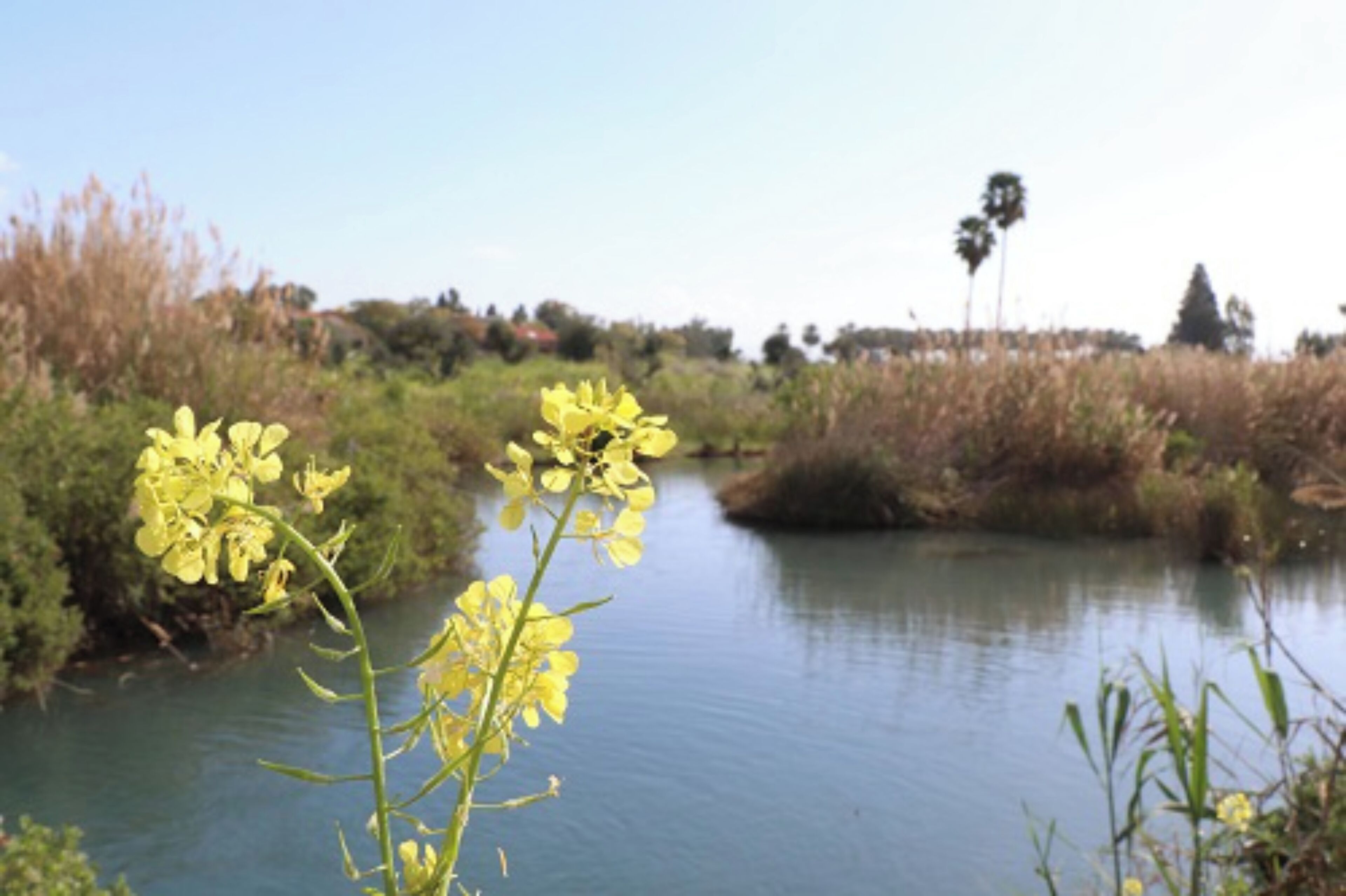 Een rivier met gele bloemen op de voorgrond en een palmboom in de verte.