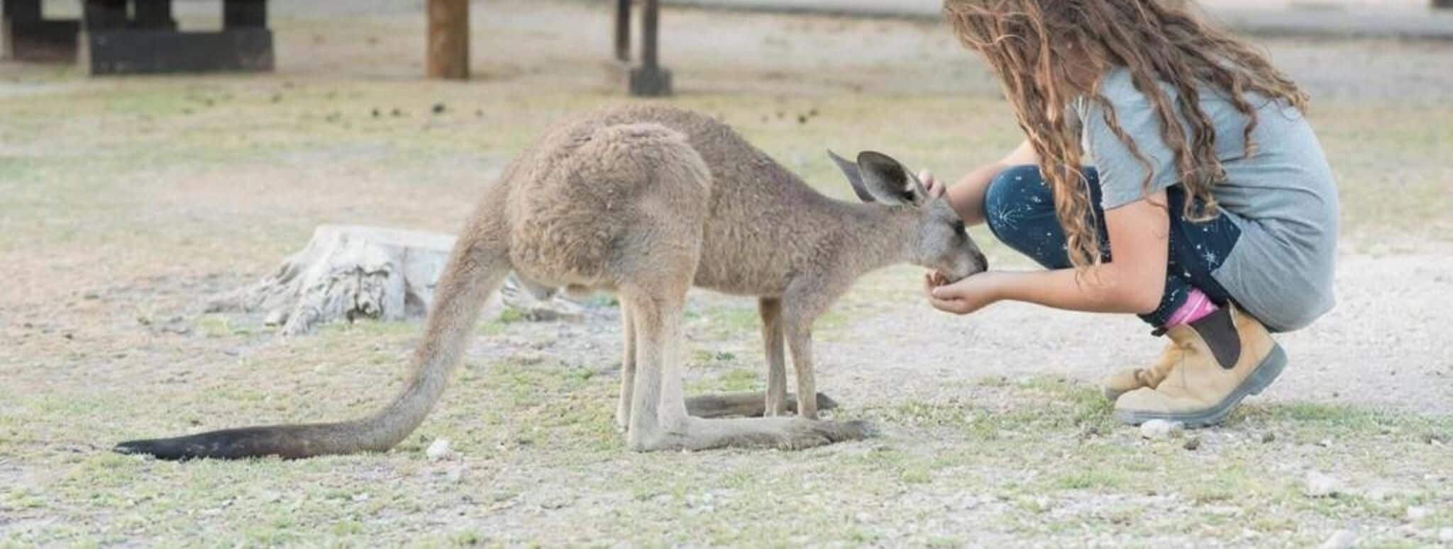 A person crouching next to a kangaroo in an outdoor setting with grass and a wooden structure in the background.