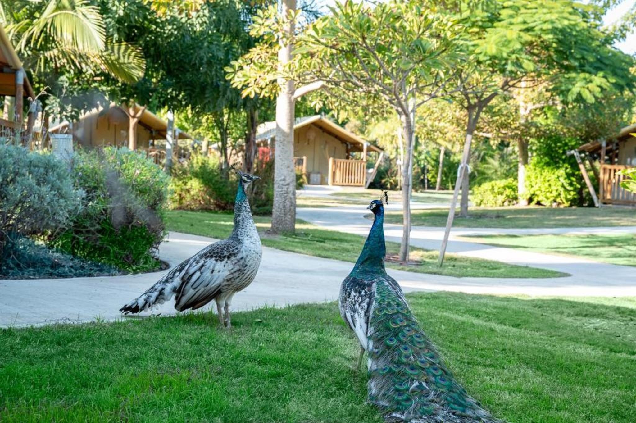 Dos pavos reales en una zona residencial con casas y follaje.