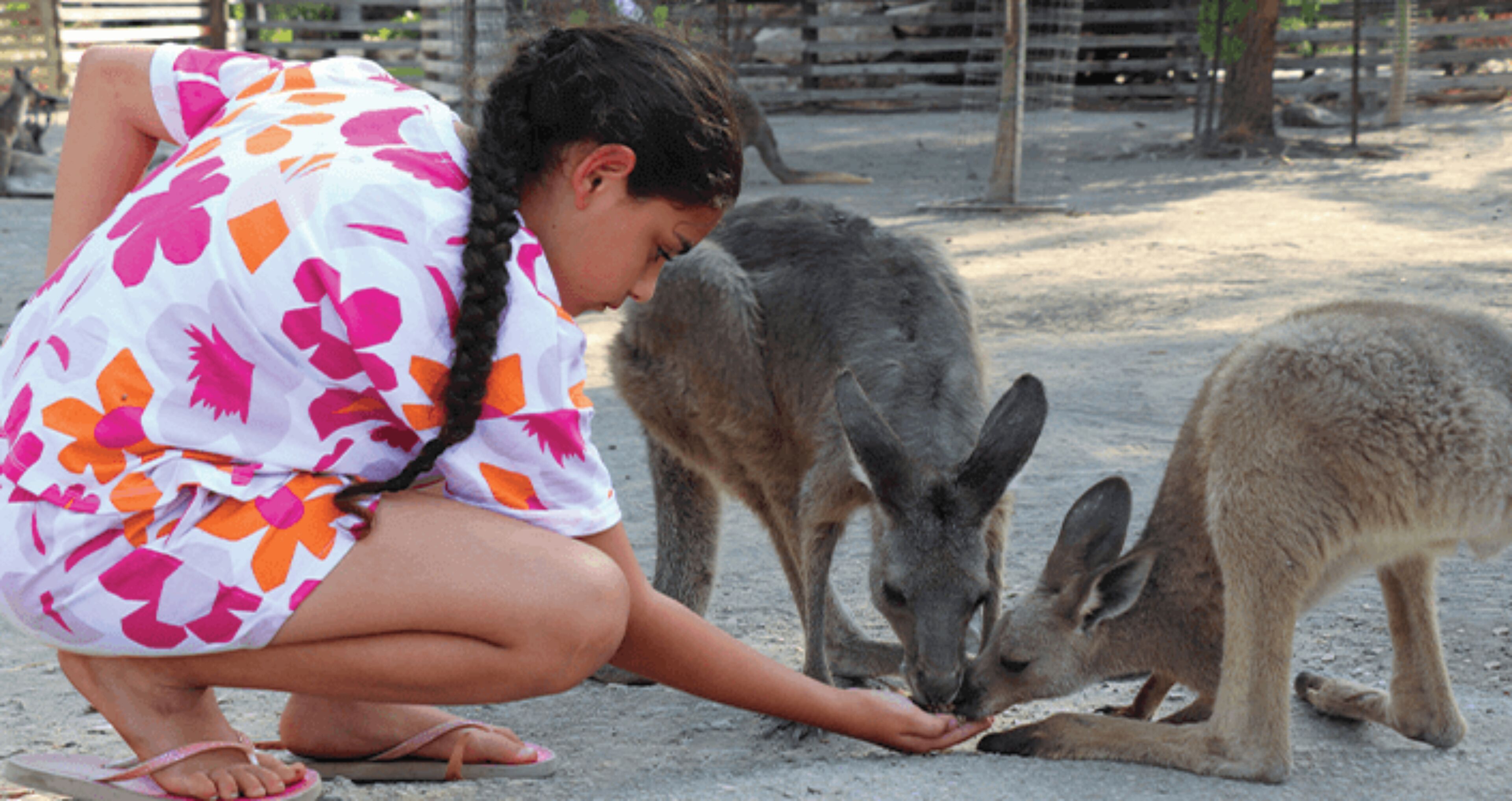 A person crouching and feeding two kangaroos on a dirt ground.
