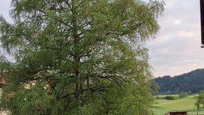 A rural landscape with a large tree, a gravel path, and a wooden fence. - Appartement am Weißbach - Urlaub im Pfrontener Tal (Pfronten)
