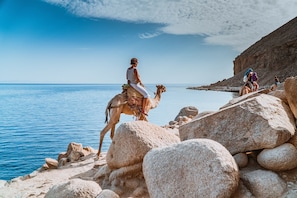 Ein felsiger Strand mit einem Kamel und einer Person, die es reitet.
