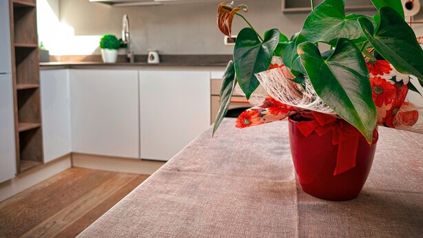 Eine moderne Küche mit weißen Schränken, Holzboden und einem roten Topf mit Grünpflanzen auf einem Tisch.