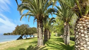 Een pad omzoomd met palmbomen dat naar een strand leidt.