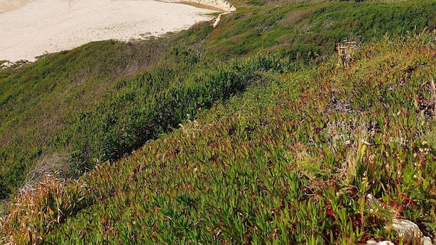 A coastal landscape with a sandy beach, green hills, and a clear blue sky.