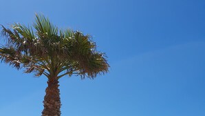 A poolside area with a palm tree, lounge chairs, and a view of the ocean.