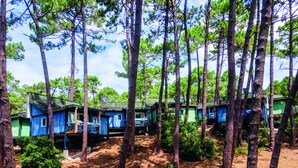Filas de cabañas azules en un área boscosa, rodeadas de árboles.