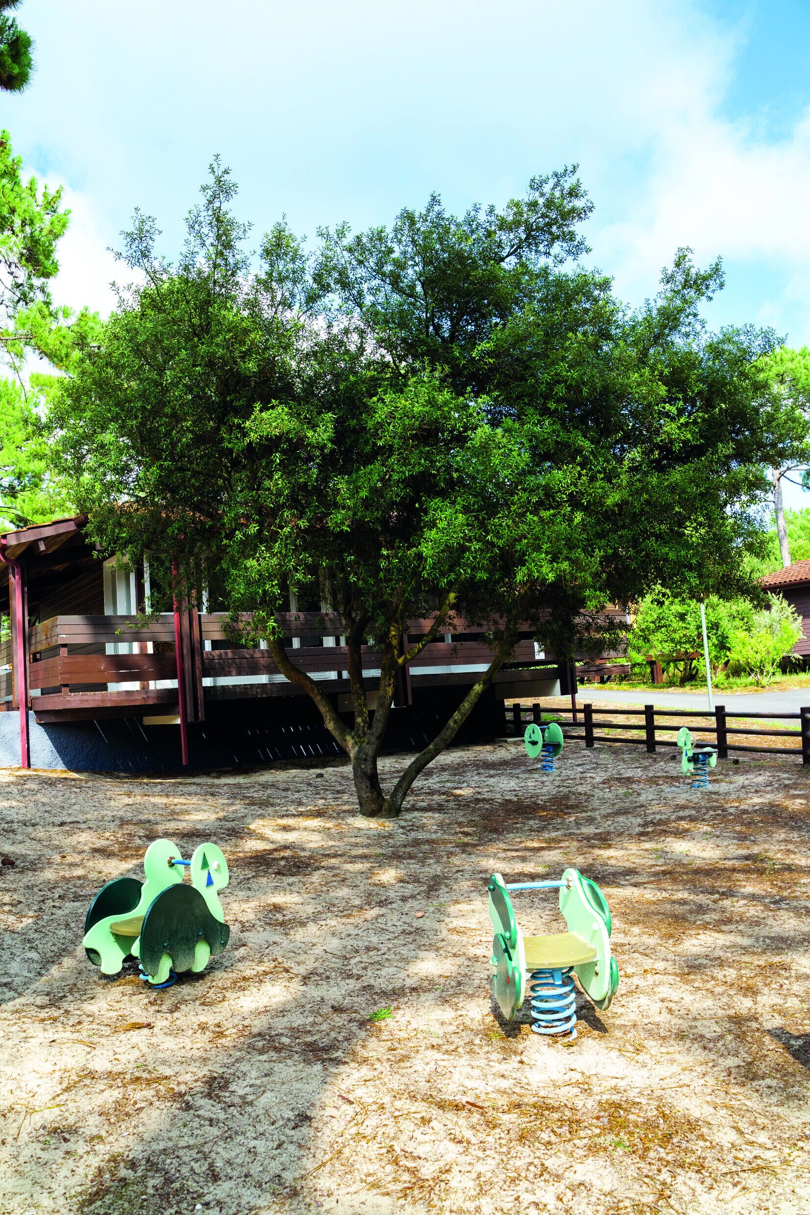 A playground with green frog-shaped swings and a tree in the center.