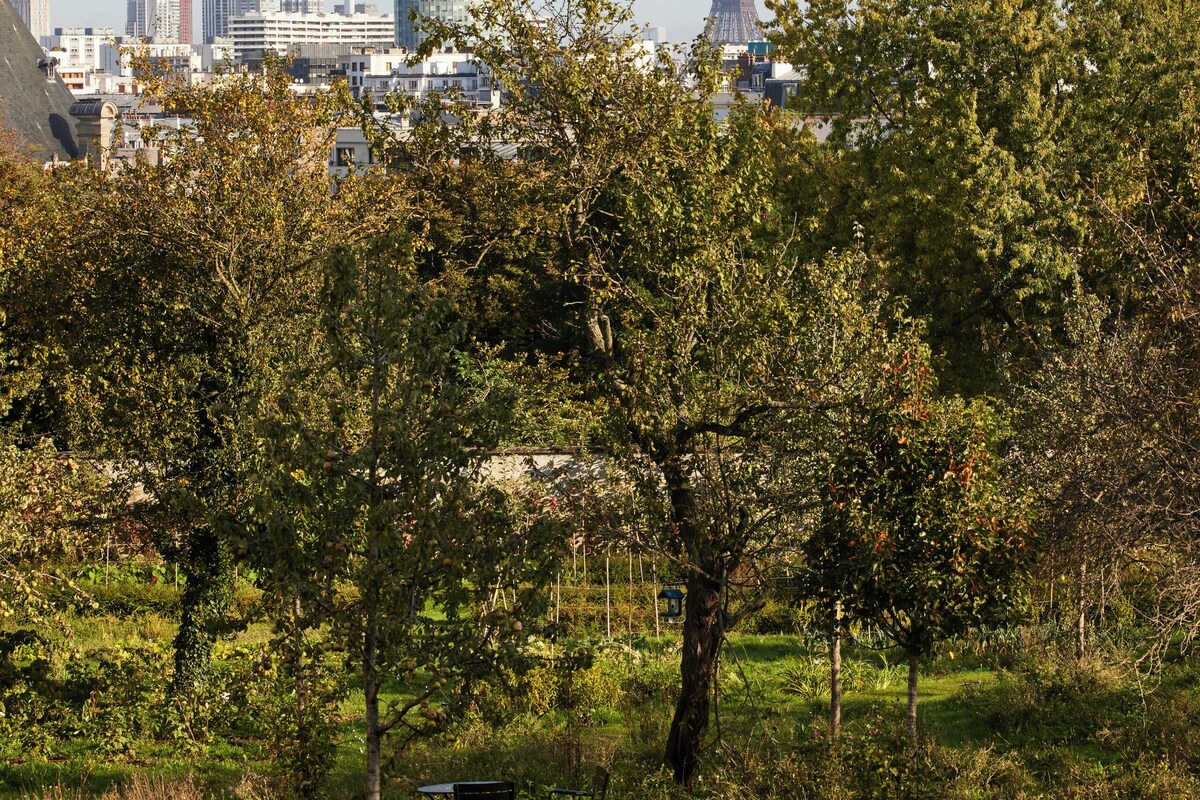 A park with trees and a bench. In the background, there is a cityscape with buildings and the Eiffel Tower.