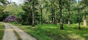 Property grounds - Cottage in the heart of the forest near Vierzon (Méry-sur-Cher)