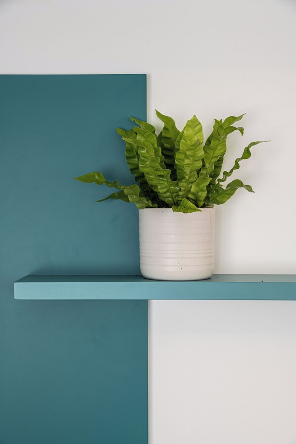 A potted plant on a teal shelf against a white wall.