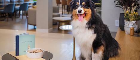 A dog sitting on a mat in a modern, well-lit room with a dining table, chairs, and a bookshelf in the background.