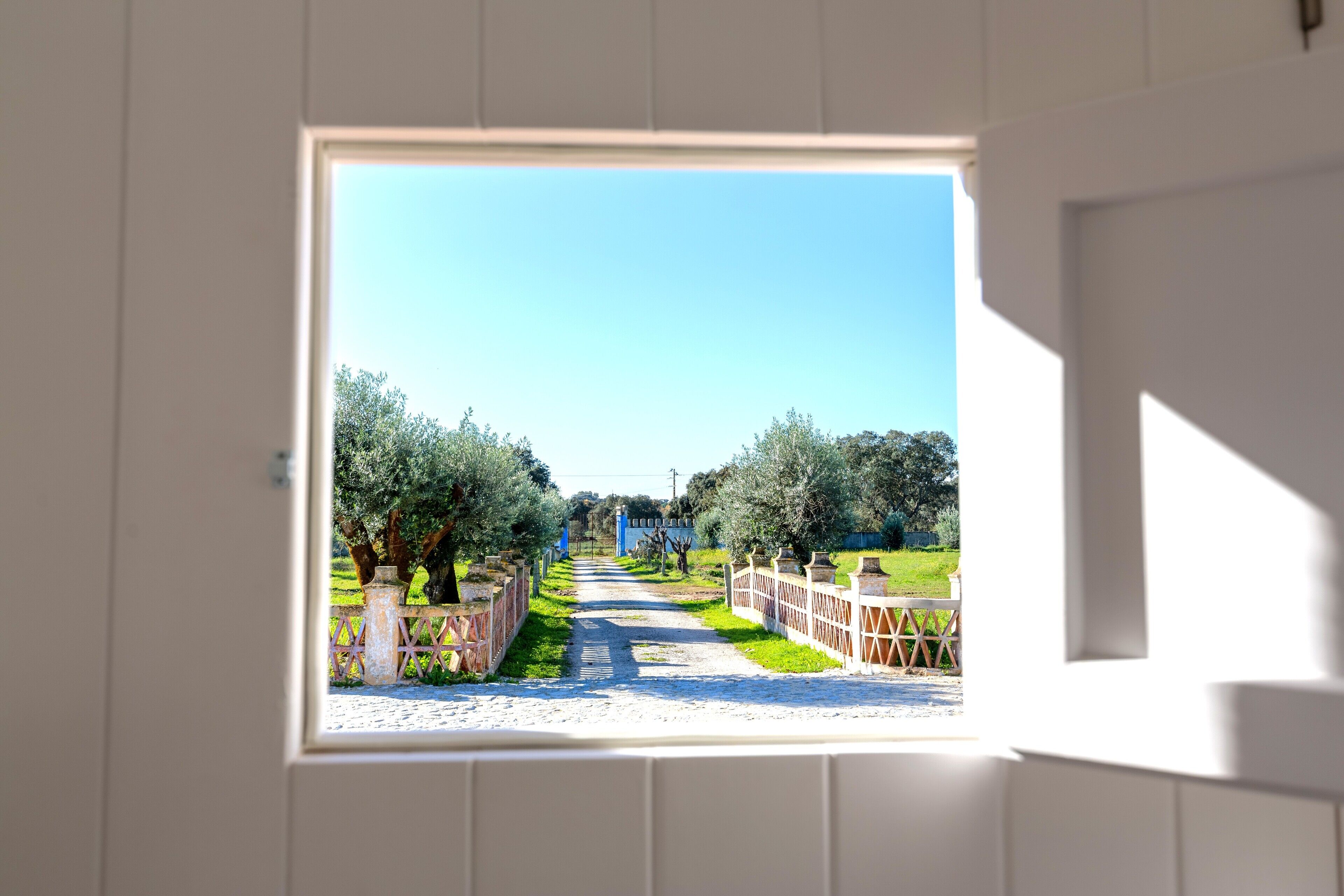 Foto - Cenoura-Brava