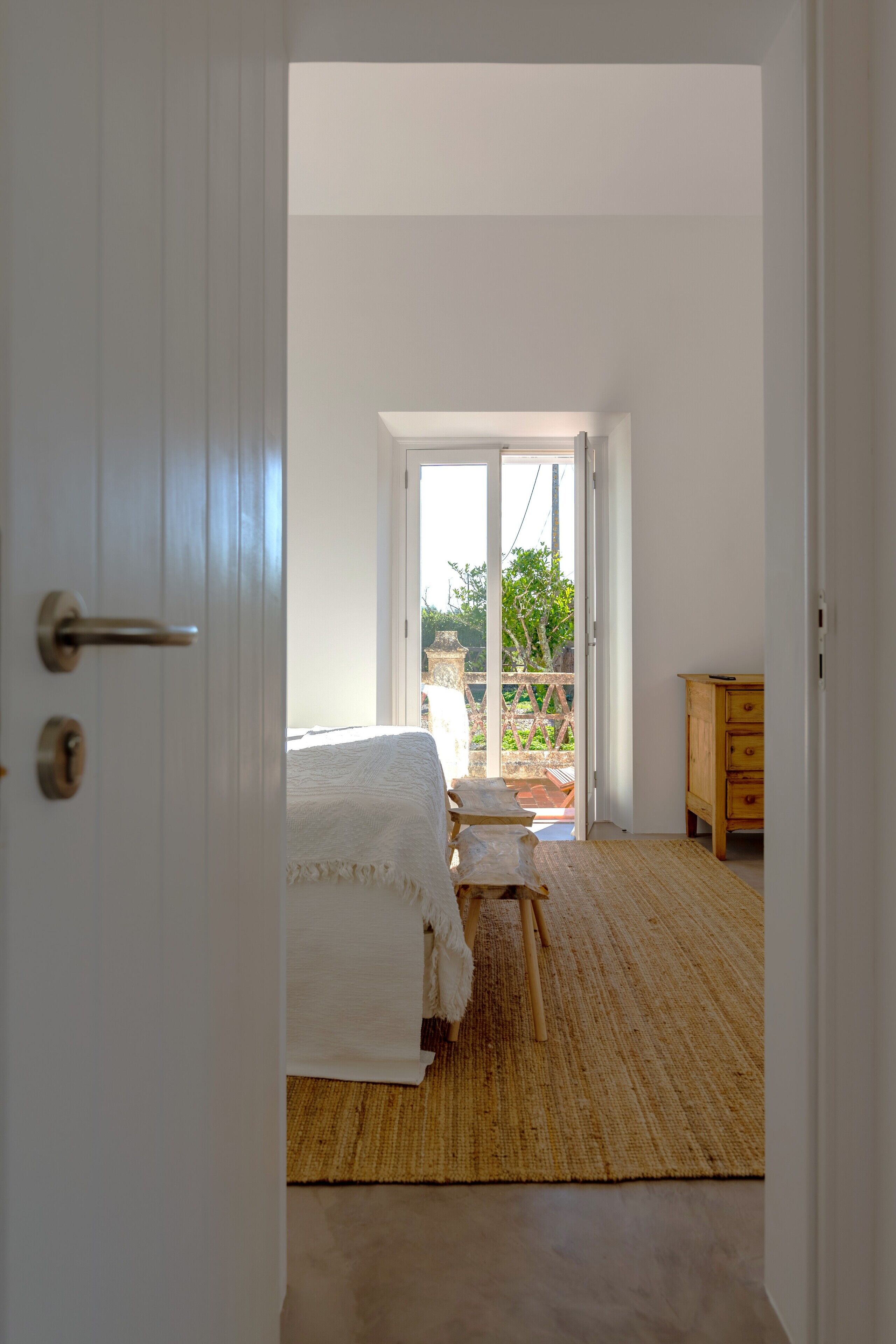 Foto - Cenoura-Brava