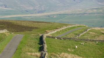 A rural landscape with a winding road, stone walls, and grazing sheep.