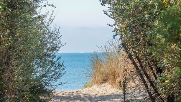 Un sendero arenoso que lleva al mar, rodeado de vegetación densa.