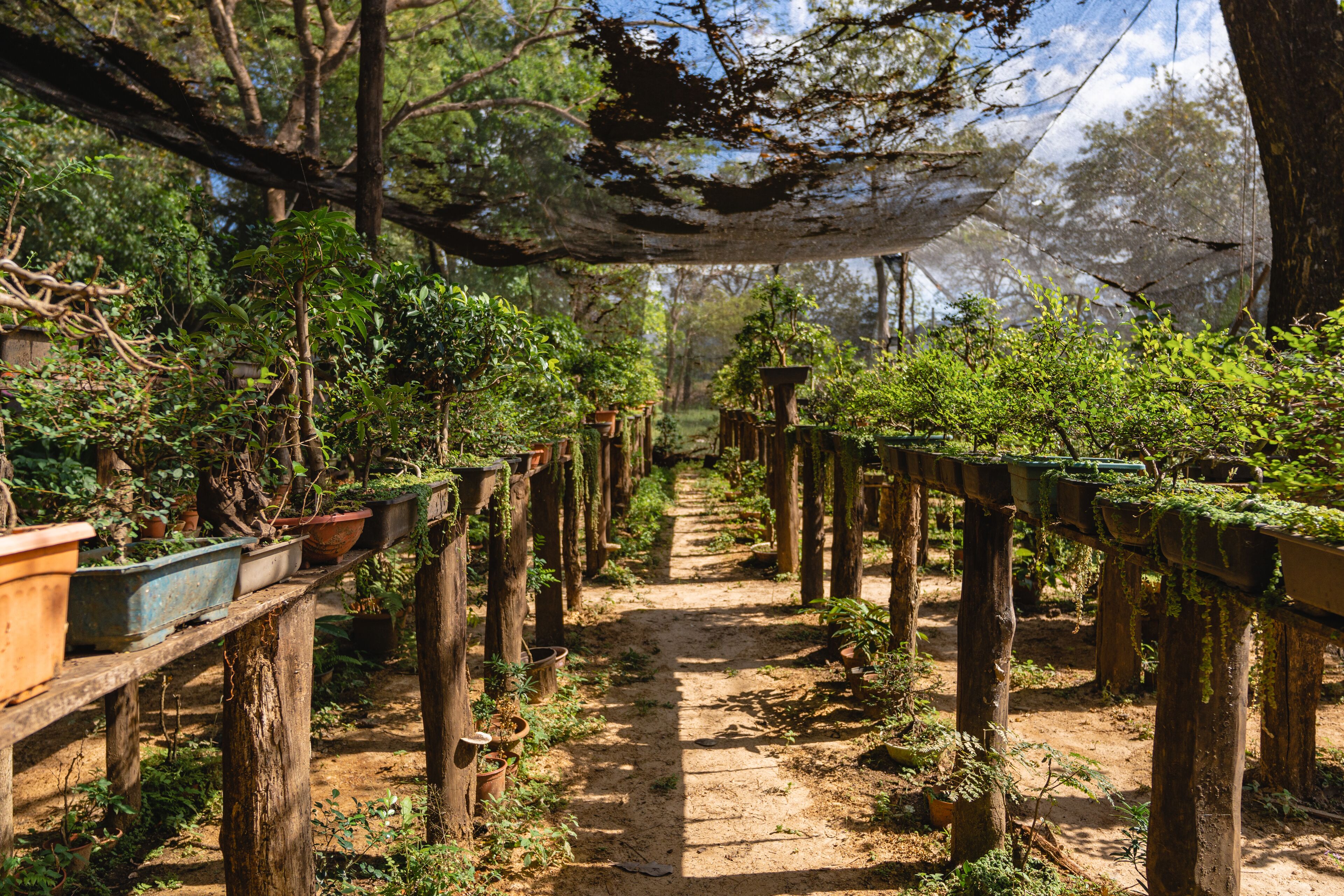 A garden pathway with potted plants on wooden stands, surrounded by trees.