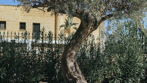 A pool with a curved edge, surrounded by a stone wall and a tree with twisted branches. - Archi Bianchi  (Cefalù)