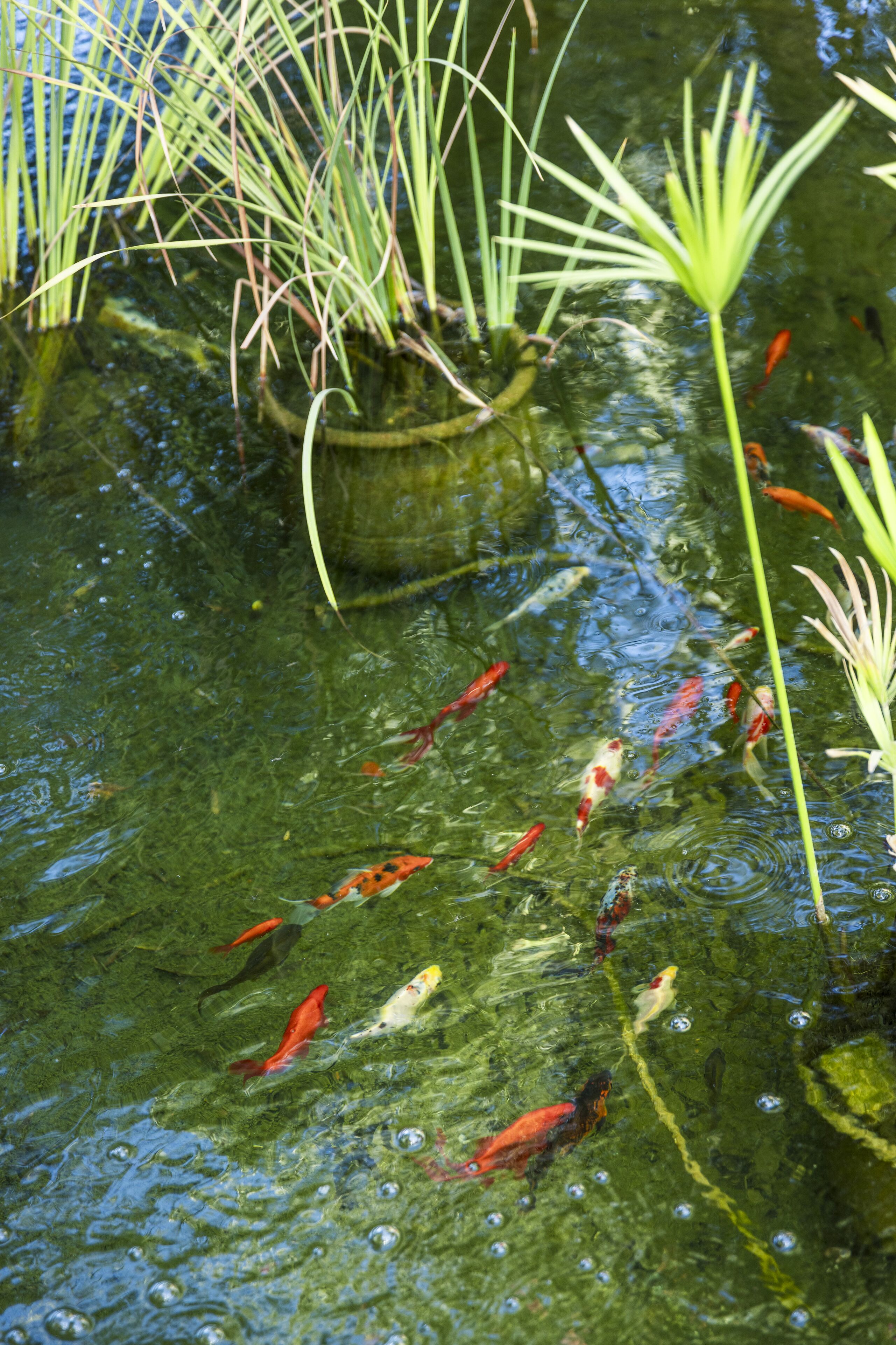 A pond with clear water, various fish, and aquatic plants.