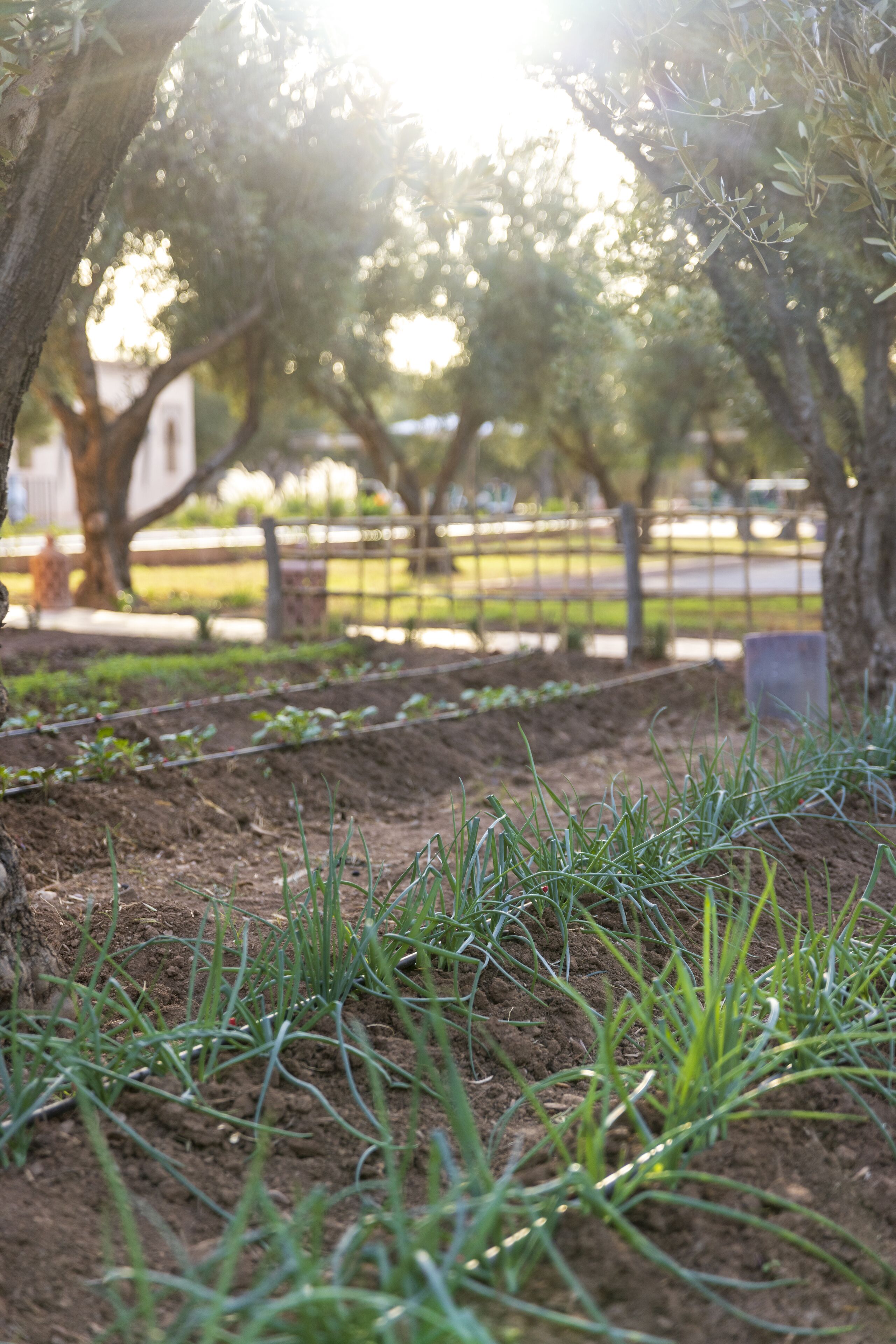 Un área ajardinada con plantas y árboles jóvenes, una cerca y un edificio al fondo.