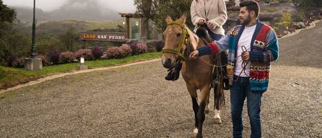 A horse-drawn carriage on a gravel path with a sign reading "LAGO SAN PEDRO".