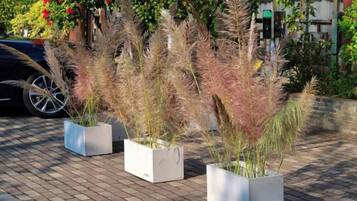 Outdoor potted plants on a paved surface.