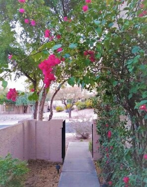 Property grounds - Park Setting with Pool! Old Town Scottsdale, ASU, PHX, Papago Park, Zoo, DBG (Tempe)
