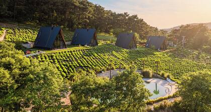 Eva Lavanda Kazdağları