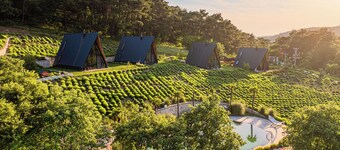 Eva Lavanda Kazdağları