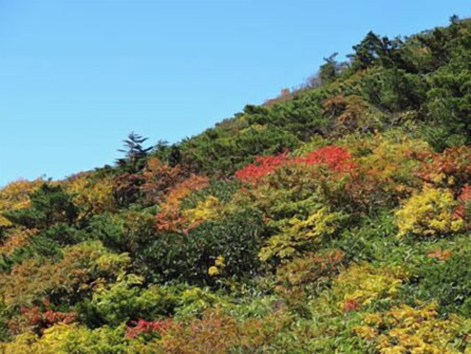 A hillside with dense vegetation and trees in various autumn colors.