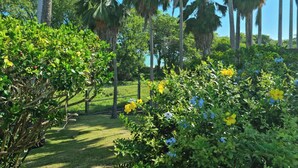 A lush garden with palm trees and flowering bushes. - Villa Dali, 50 m from the beach, between Deshaie and Sainte Rose (Sainte-Rose)