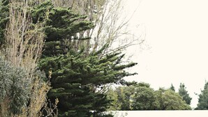 Una casa con porche, un árbol grande y una cerca.