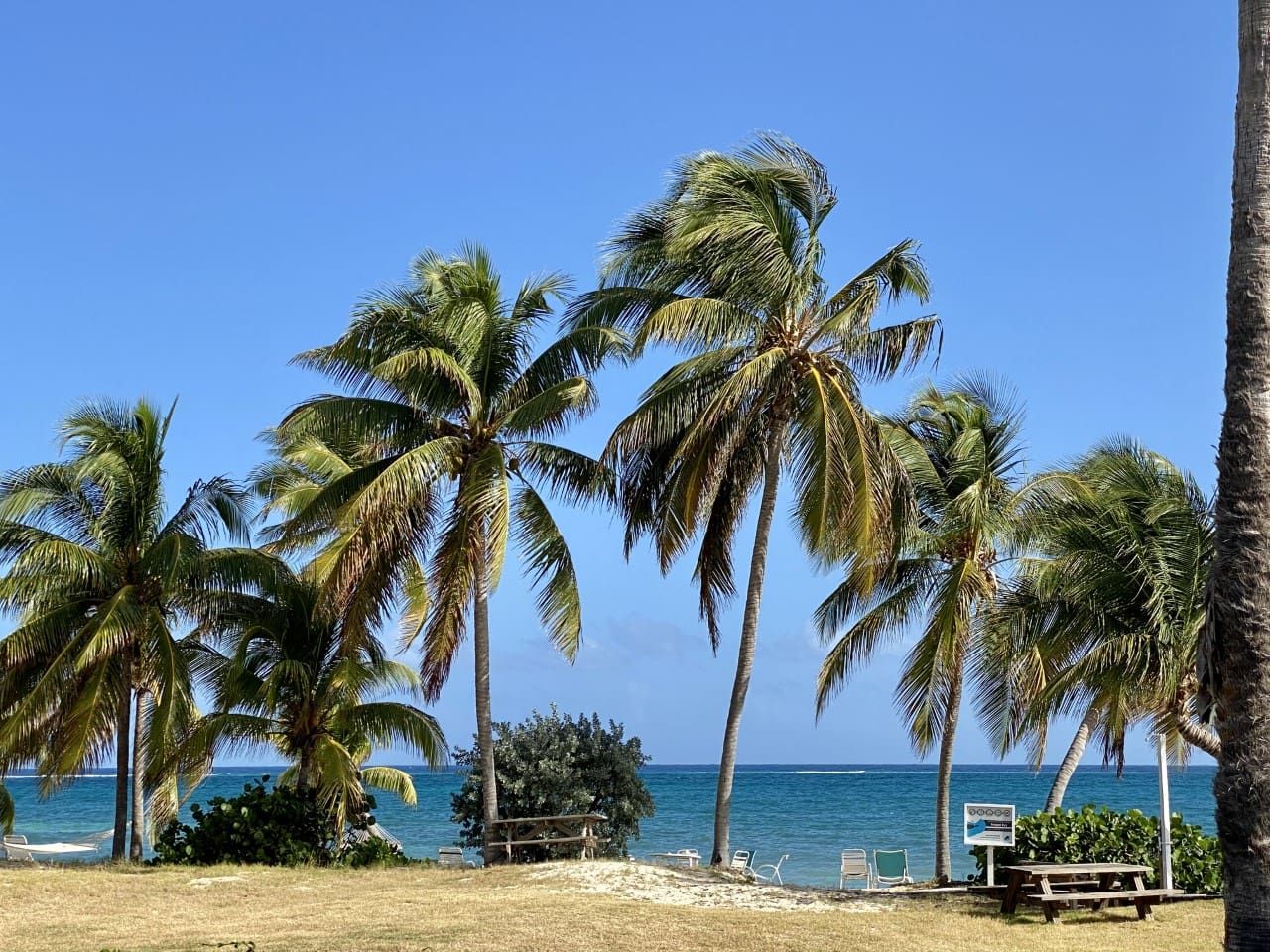 Ein Strand mit Palmen, einer Holzbank und einem Schild.