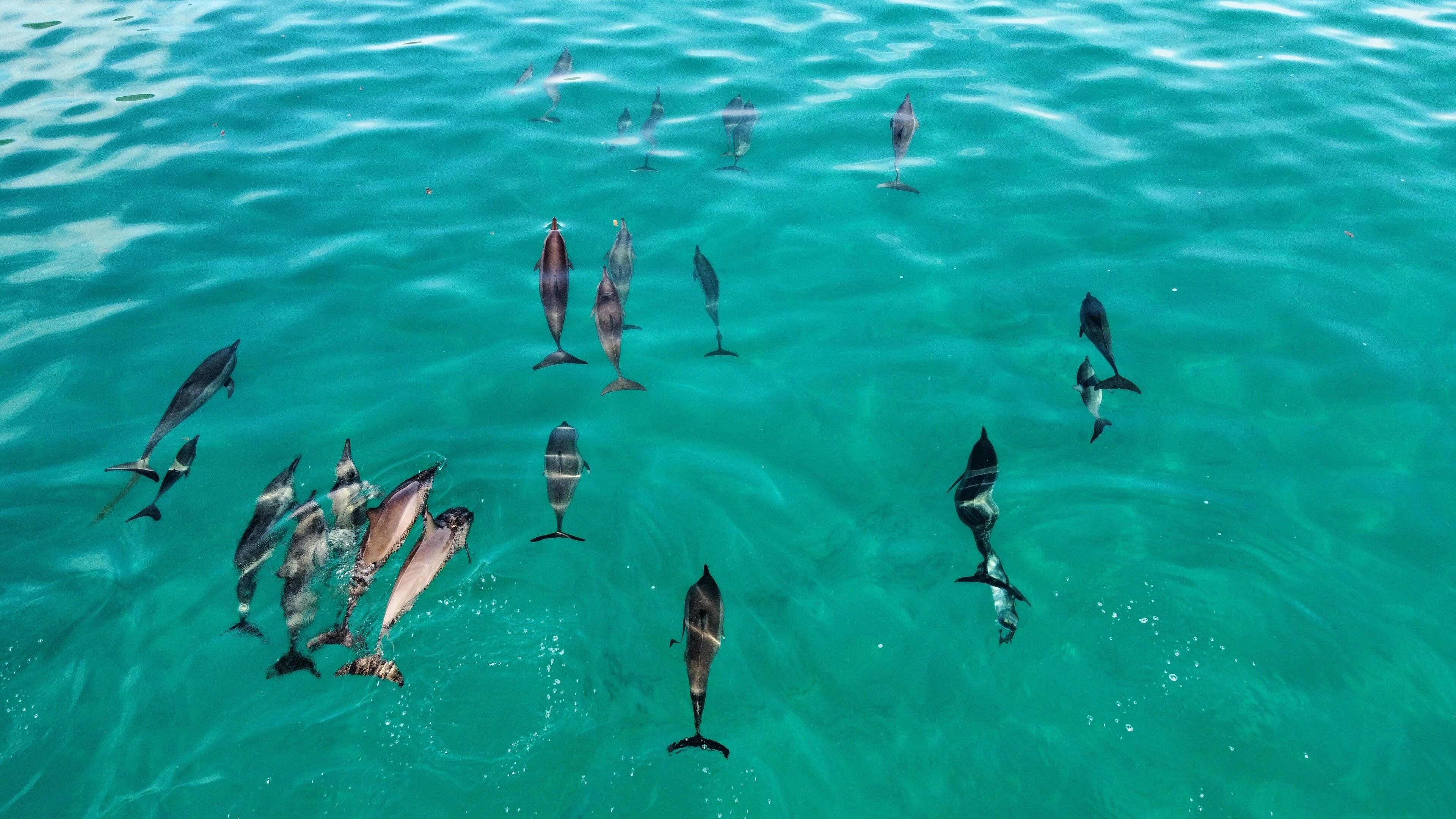 A group of dolphins swimming in clear turquoise water.
