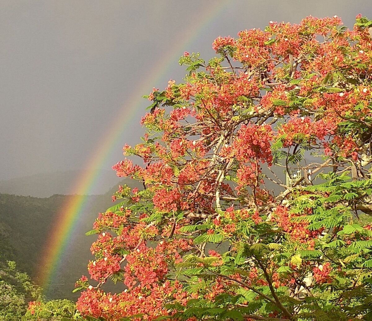 A tree with pink flowers and a rainbow in the background.