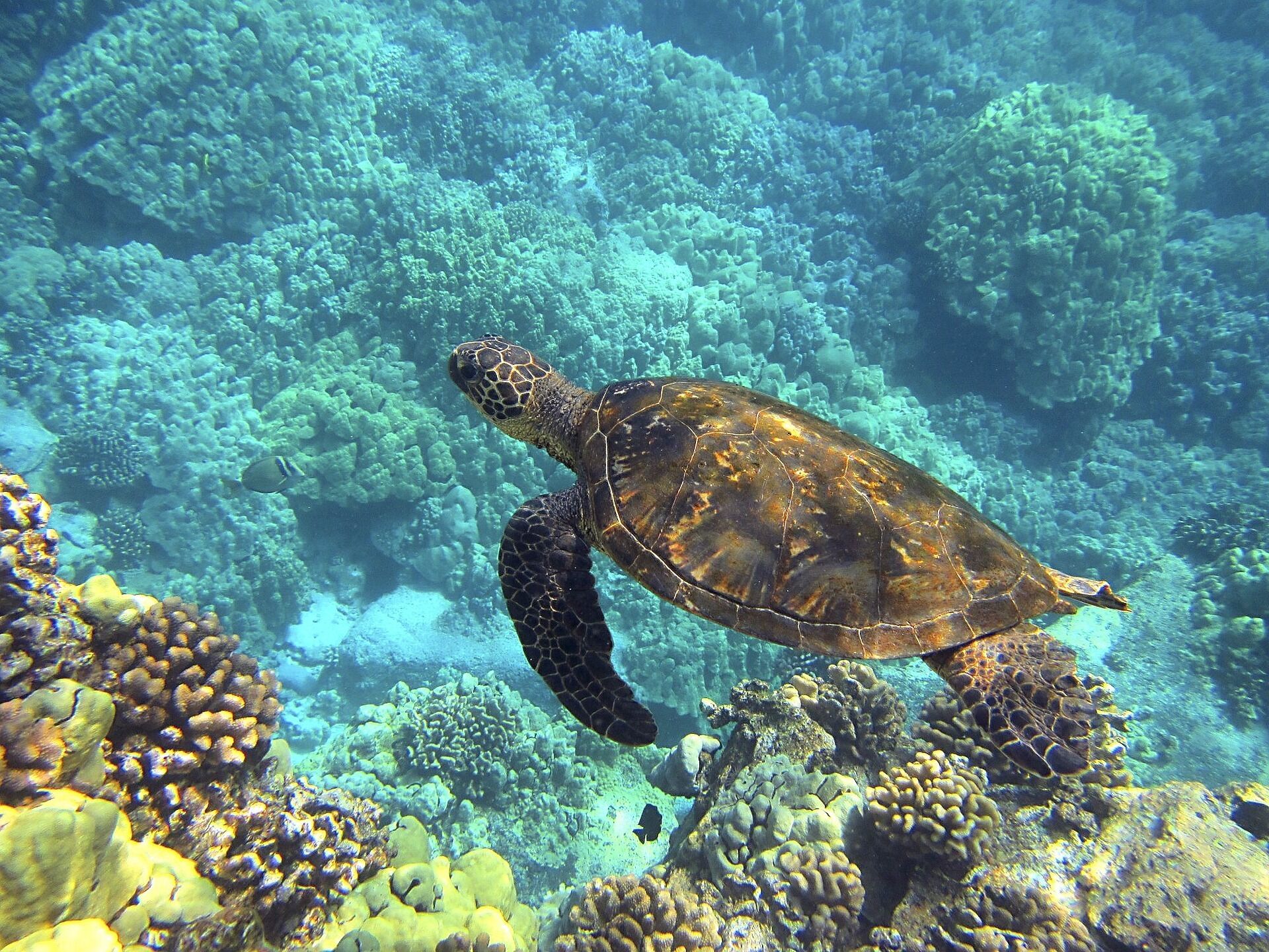 A sea turtle swimming near a coral reef.