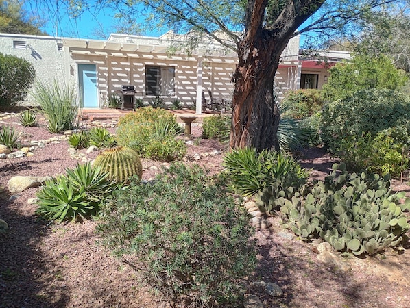 A garden with various cacti and succulents, a tree, and a building with a blue door and a barbecue grill.
