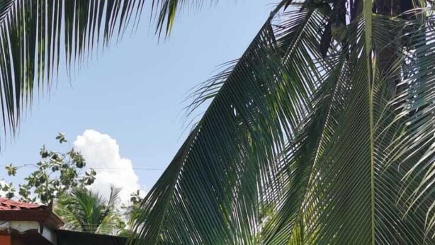 A palm tree in a grassy area with a building in the background.