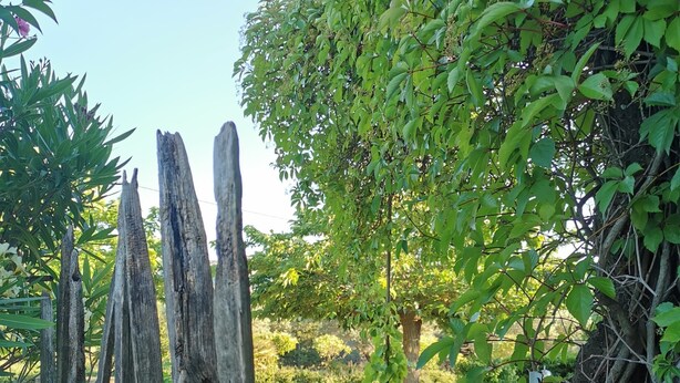 Un jardín con un cerco de madera, plantas en macetas y un camino de concreto.