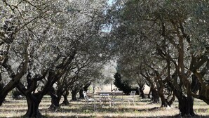 Un espacio al aire libre con árboles y una mesa con sillas.