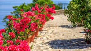 Un chemin de pierres bordé de magnifiques fleurs de bougainvillier roses, qui mène à un plan d’eau.