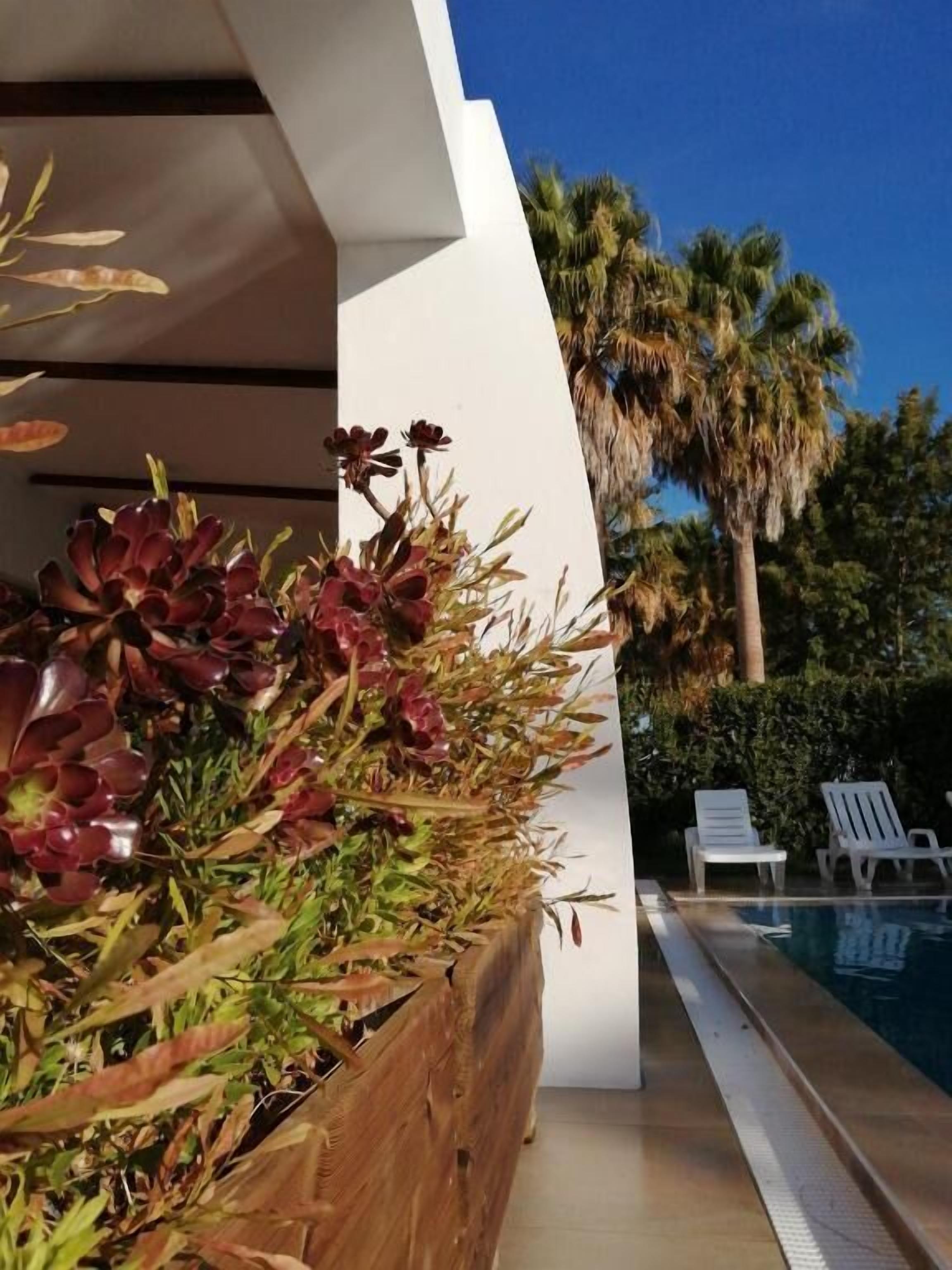 Un espace piscine extérieur moderne, agrémenté d’un jardinier en bois rempli de plantes succulentes, de chaises longues blanches et d’un palmier en arrière-plan.