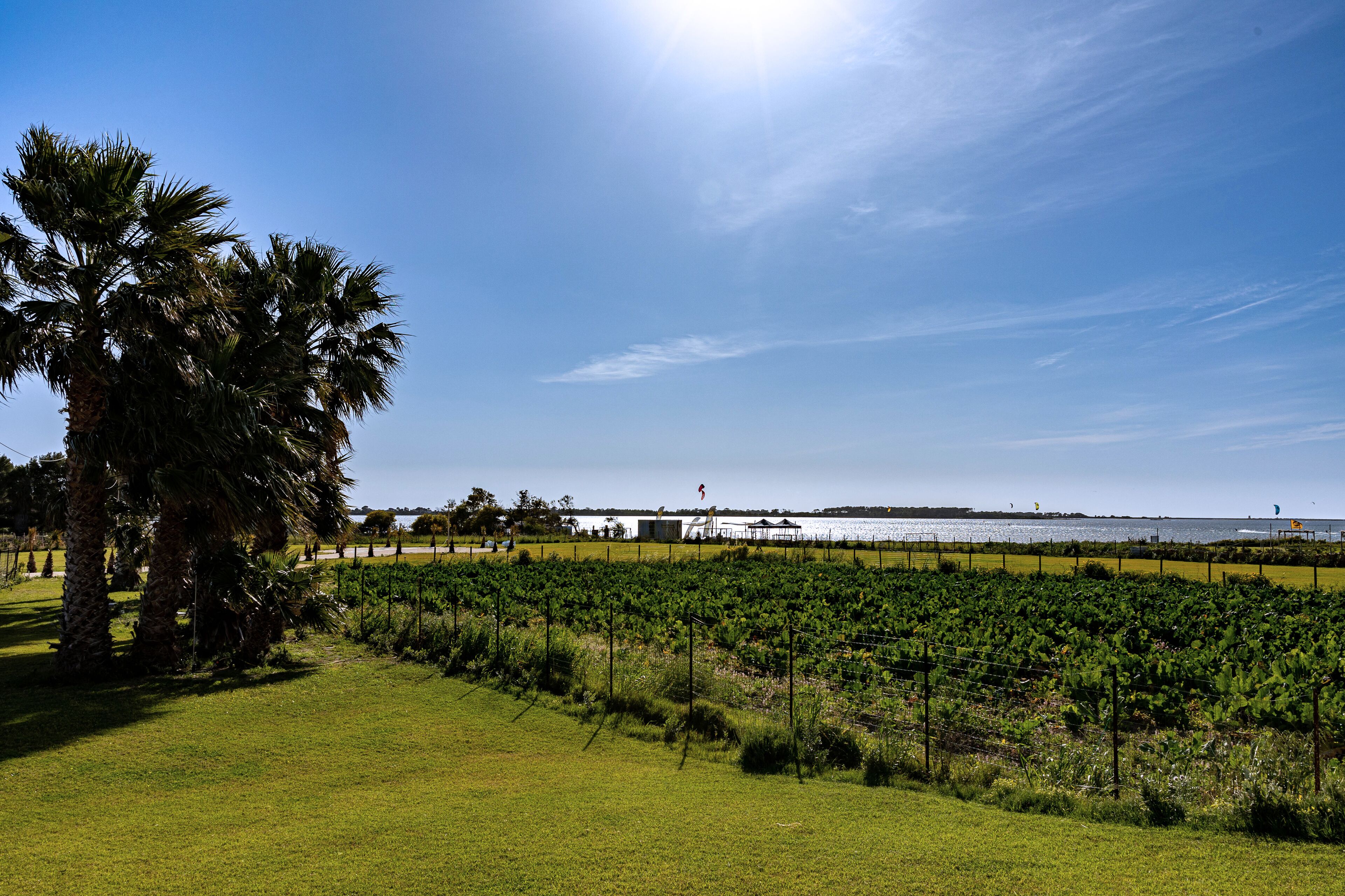Un vignoble avec des rangées de vignes, un palmier et une étendue d’eau en arrière-plan.