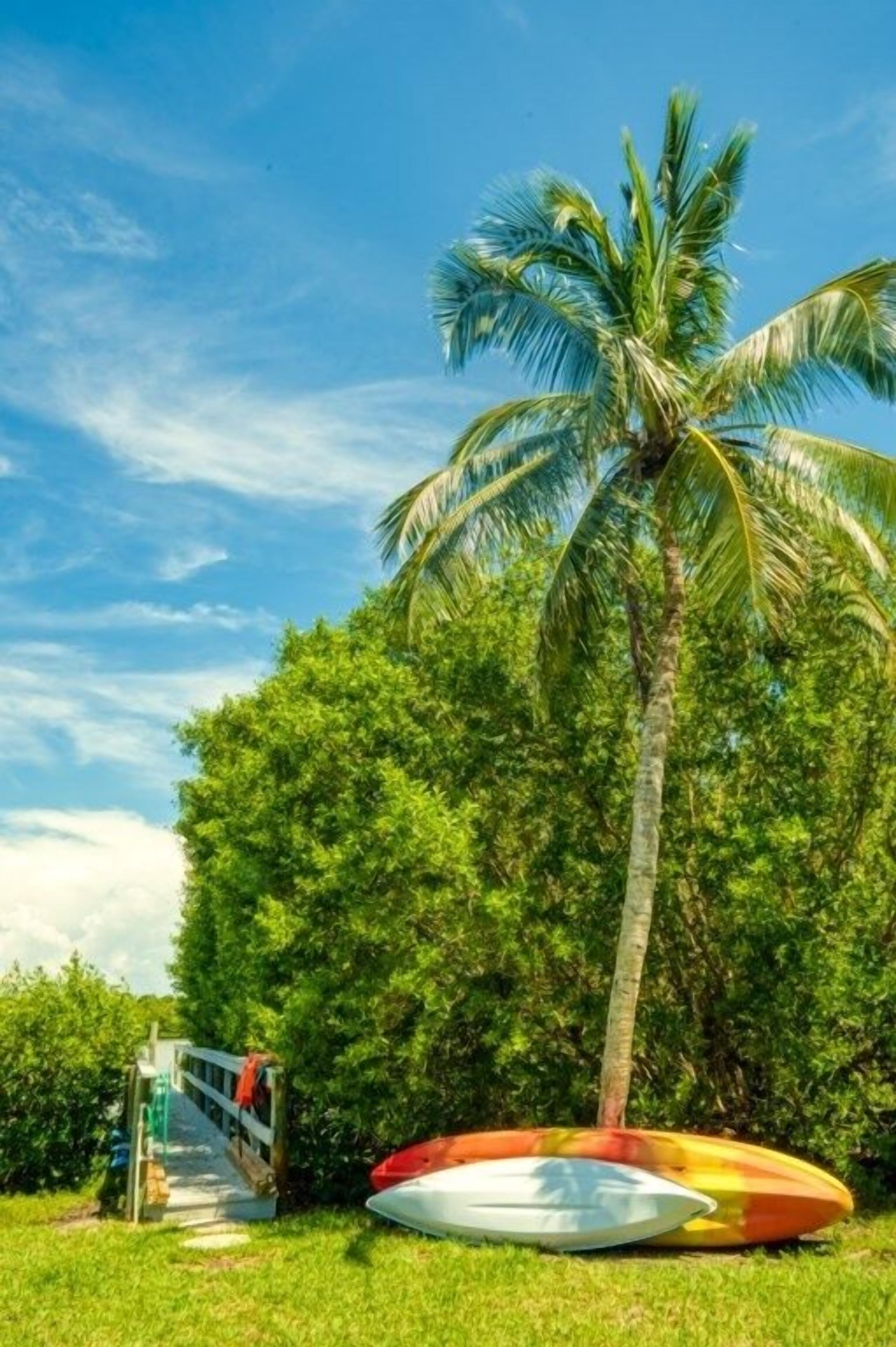 A palm tree, a pathway, and a surfboard.