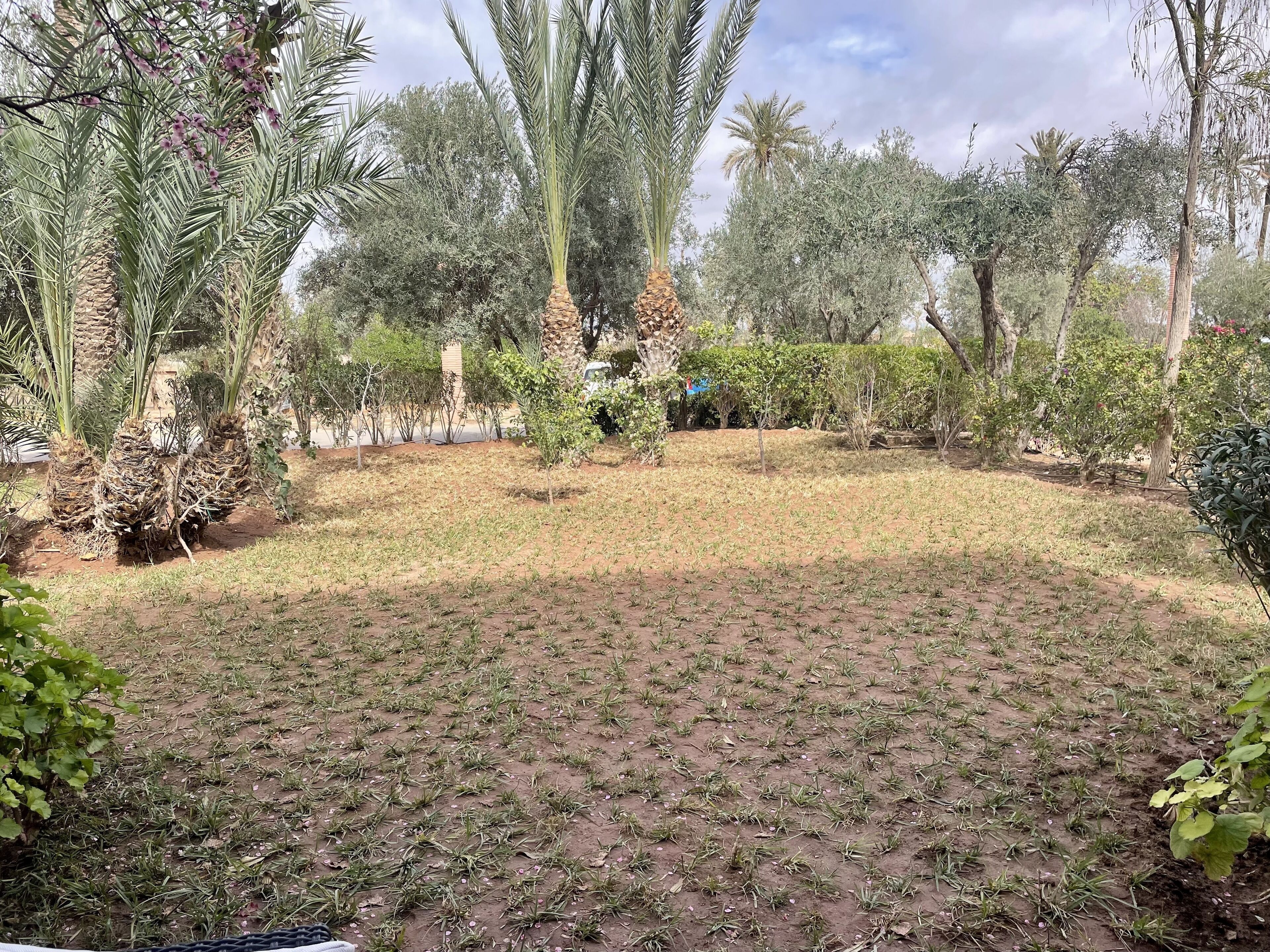 Un jardín con diversas plantas y árboles, entre ellos palmeras y arbustos.