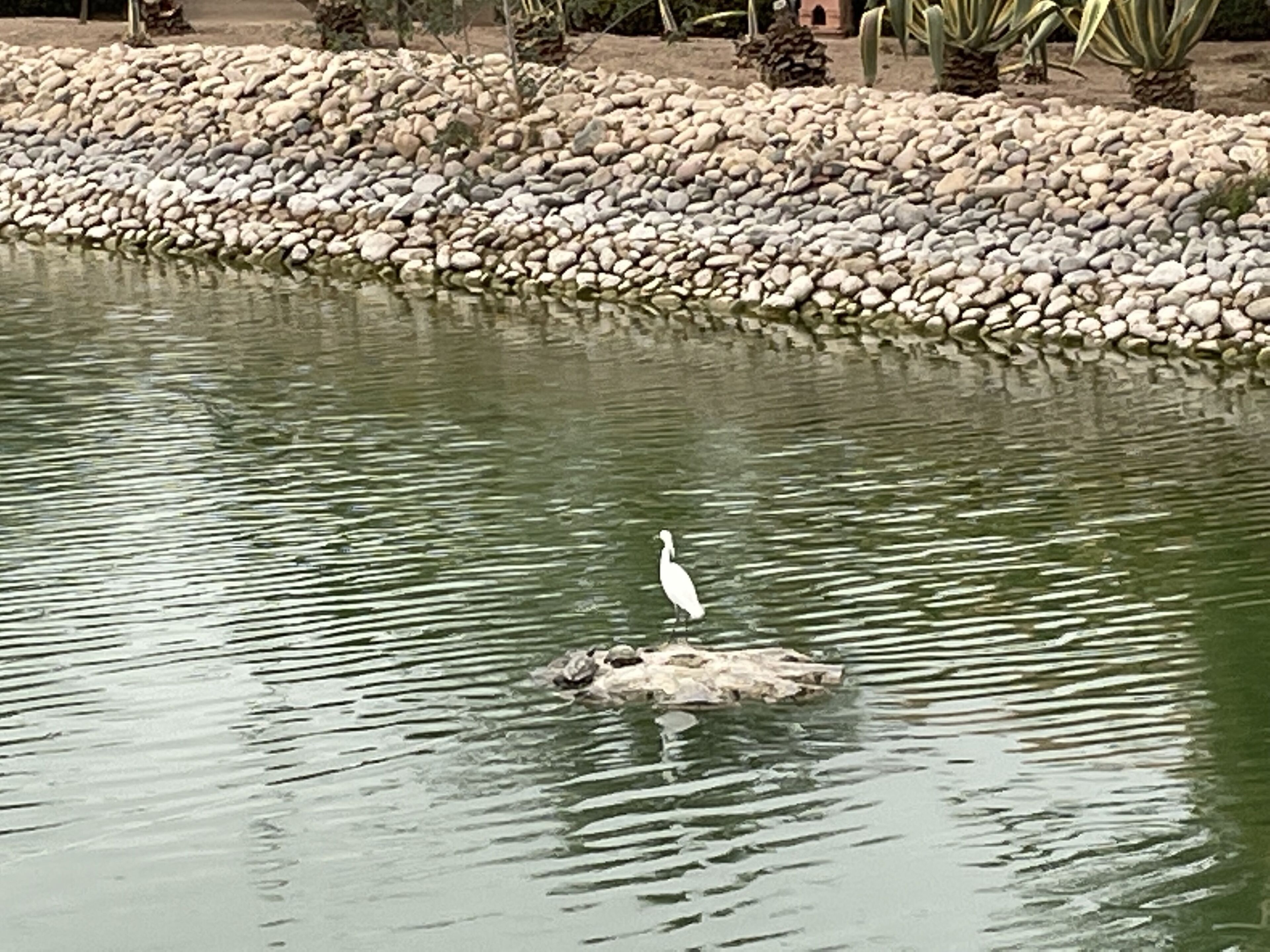 A white bird standing on a rock in a body of water.