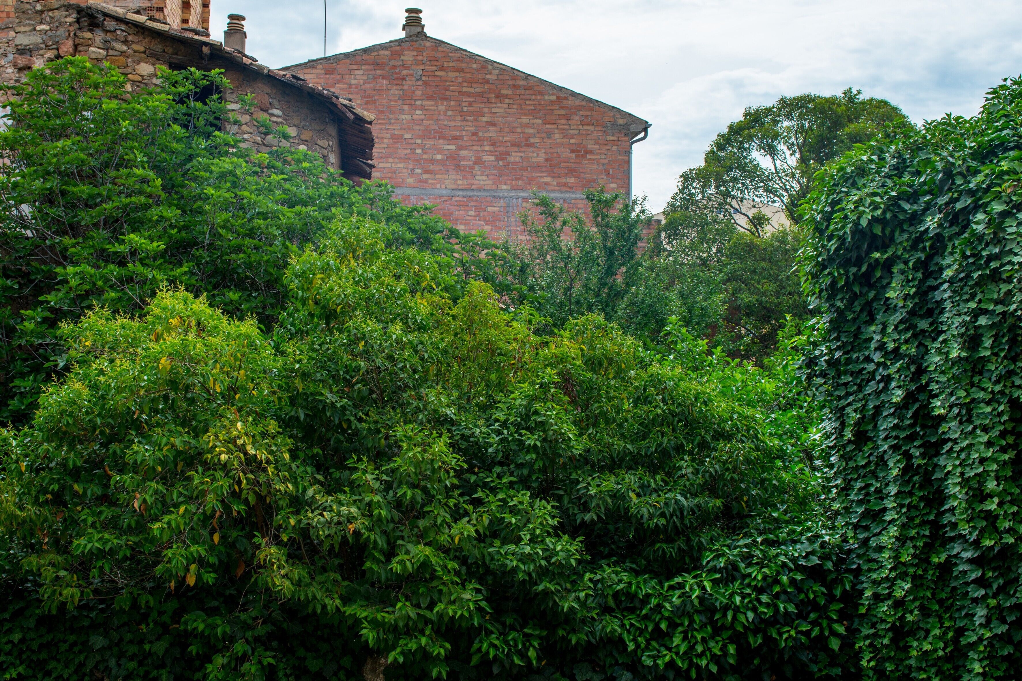 A brick building partially obscured by dense foliage.