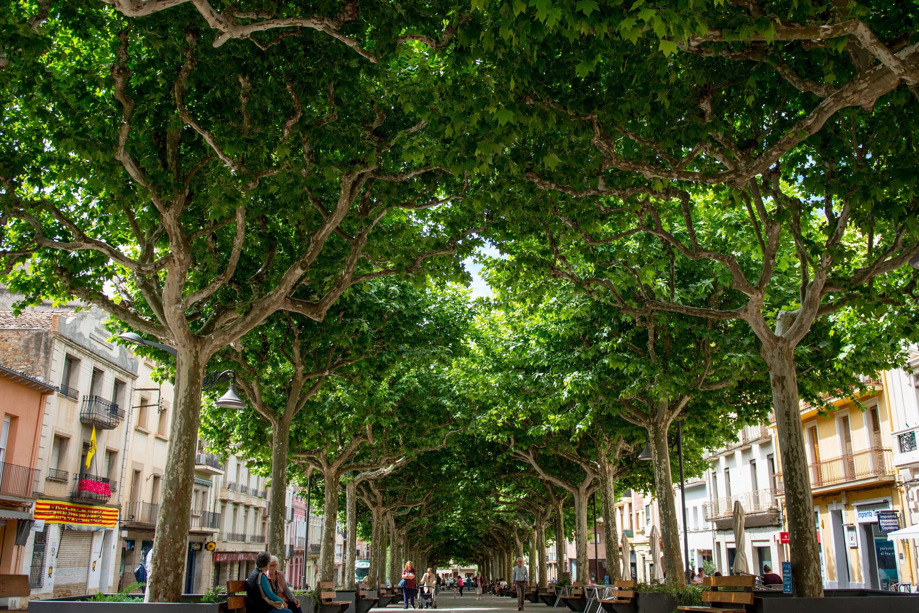Une rue bordée d’arbres, avec des bancs et des immeubles.
