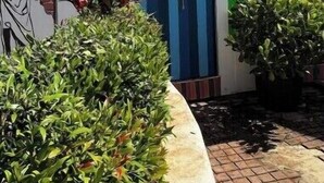 Een gebouw met een blauwe deur en een groene muur, omringd door planten en een verhard gebied.