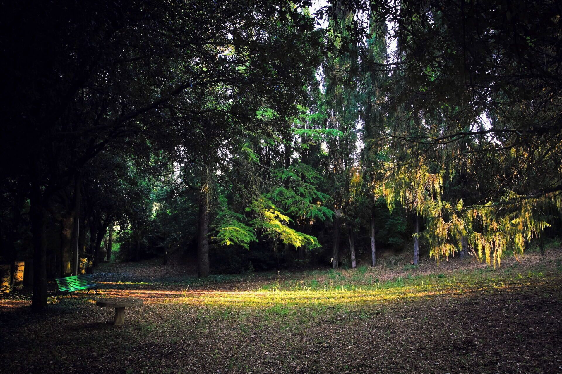 A forested area with a bench and a path.